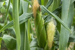 禾育165玉米品种介绍，禾育165株高298cm