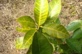 三个柑橘品种最适合在南方种植，它们有什么特点，最适合在南方种植的三个柑橘品种特点