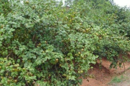 一亩地种多少棵油茶苗，在纯林中初次进行油茶种植