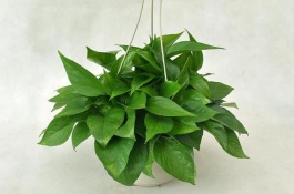 盆栽绿萝怎么养才好，绿萝的繁殖方法