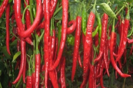 辣椒不能施什么肥，辣椒应施入什么肥料