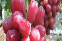 葡萄浪漫红颜品种介绍，浪漫红颜是一种无核葡萄品种