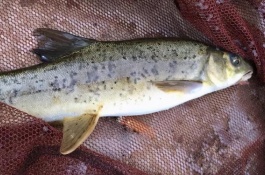 细鳞鱼人工养殖技术，细鳞鱼的养殖经济价值