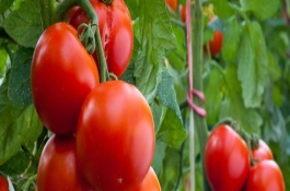 一喷红几天红，使用一喷红的方法