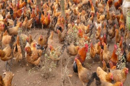 土鸡自配饲料秘方，蛋鸡育成鸡饲料秘方