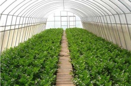 温室种什么赚钱