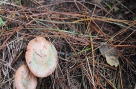 湘西吉首有哪些优质土特产，吉首醋萝卜