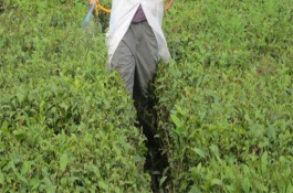 辣椒用什么肥料，辣椒用什么肥料