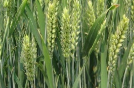 阳光818小麦品种介绍，阳光818株高70cm