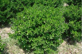 冬青有哪些常见品种