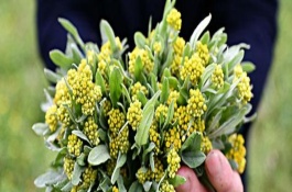 清明菜是什么菜，清明菜的种植技术