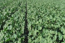 海藻精的作用，海藻精对土壤的作用