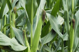 协玉306玉米品种介绍，协玉306玉米品种介绍