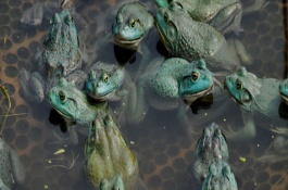 养殖牛蛙吃什么饲料，牛蛙养殖前景