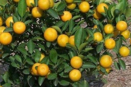 柑橘种植导致果实畸形的原因是什么，调节剂使用不当