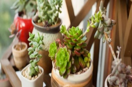 养殖方法及注意事项，荷兰菊的养殖方法