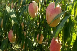 桃树施肥技术要点，各个时期施肥注意事项