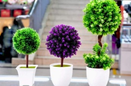 养了十几年的橘子树盆栽从来没有结过果，是什么原因造成的，种植管理不当