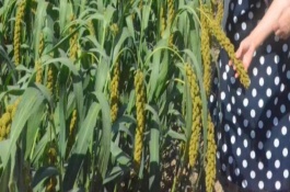 冀谷168谷种品种介绍，该品种的株高为