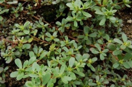 为什么黑花很少见，黑色花为什么少见