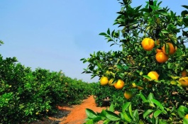 橙子排名最好，最好吃的橙子排名