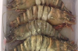 虎虾养殖技术，养虎虾中生石灰如何用