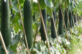 特色冬瓜品种介绍，特色冬瓜品种有青杂1号