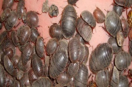 54个特种养殖项目有哪些,黄粉虫蚯蚓