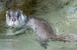 怎样养小水獭，宠物水獭会随地大小便吗