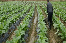 追肥方法有哪几种，常见的追肥方法有五种