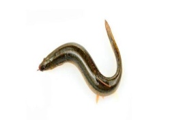 泥鳅苗有哪些品种，中华沙鳅苗