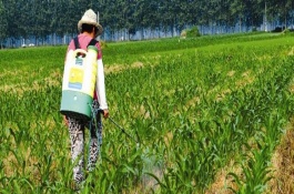 常见除草剂配方有哪些，玉米常用除草剂配方