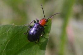大麦虫养殖技术，大麦虫饲料