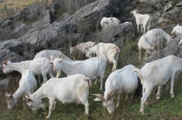 波尔山羊养殖技术，饲料调制方法