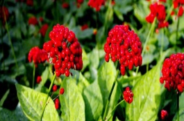 吉林延边有哪些特产，长白山人参