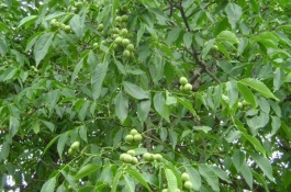 一棵香玲核桃苗多少钱，雄先型品种