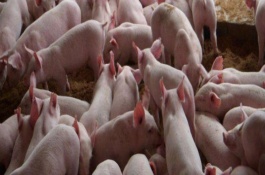 猪用饮水碗的使用，购买猪用饮水碗的注意事项