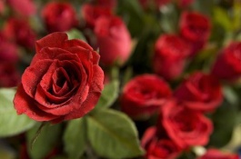 怎样养红玫瑰蜘蛛，蜘蛛的笼子