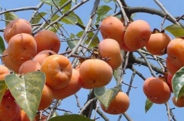 辽宁省抚顺市特产介绍，抚顺琥珀工艺品