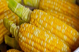 登海939玉米品种介绍，在东华北区春播时