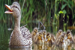 屠宰鸡鸭需要什么手续，屠宰鸡鸭需要什么设备