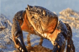 鱿鱼有哪些常见品种，日本枪乌贼