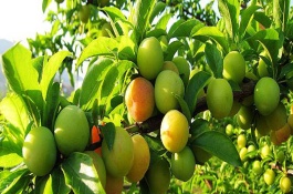 李子品种介绍，什么是李子