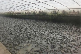 田鸡养殖技巧和技术要点是什么