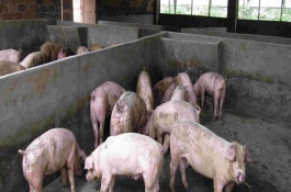 猪圈什么时间消毒，夏季一般在中午12点左右