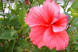 肉质中有哪些珍贵品种，北美银冠玉