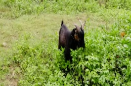 东山羊养殖技术，东山羊的养殖技术