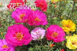 盘点适合夏季种植的盆栽花卉