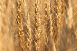 淮麦50品种介绍，小麦其他的品种