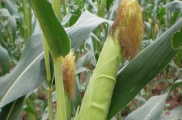 阳光98玉米品种介绍，产量表现以及种植要点